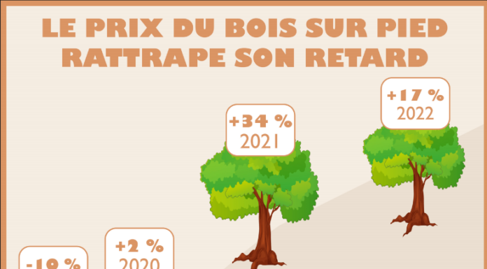 Les prix d’achat du bois sur pied : + 17 % en 2022